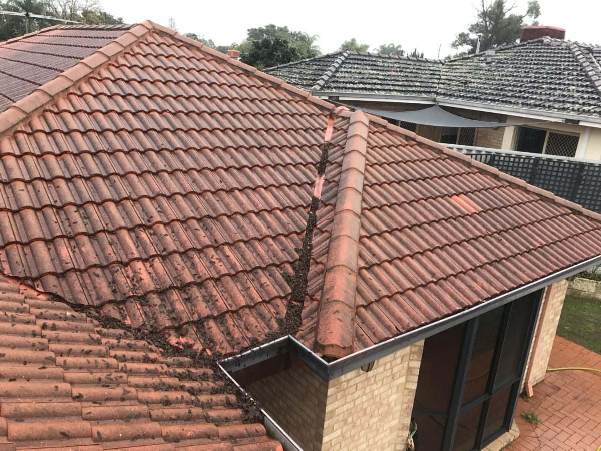 Roof Cleaning Service in Perth | Pressure Cleaning Perth